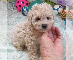 Cavapoo Puppy for sale in RATTAN, OK, USA