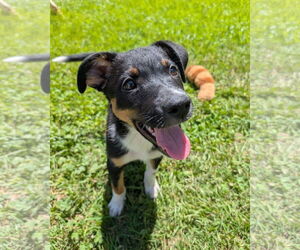 Mutt Dogs for adoption in Davis, CA, USA