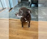 Small #3 Chihuahua Mix