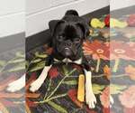 Small #2 Pug Mix