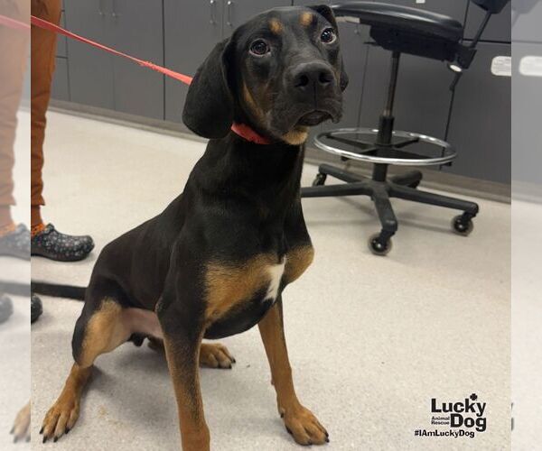 Medium Photo #3 Black and Tan Coonhound-Unknown Mix Puppy For Sale in Washington, DC, USA