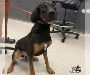 Wrangler - Male Black and Tan Coonhound-Unknown Mix Dog for Adoption - Photo #3