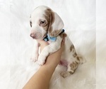 Small #5 Dachshund