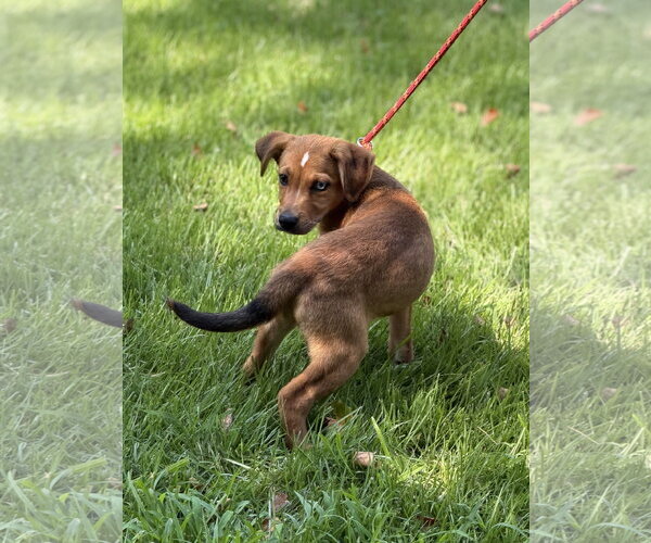 Medium Photo #4 Mutt Puppy For Sale in Yardley, PA, USA
