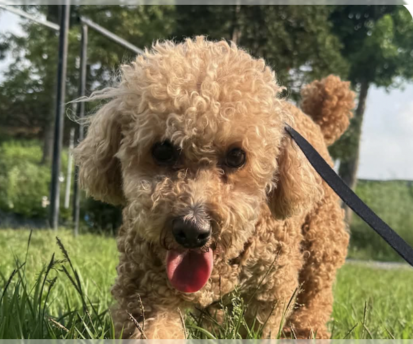 Medium Photo #1 Poodle (Miniature) Puppy For Sale in San Ramon, CA, USA