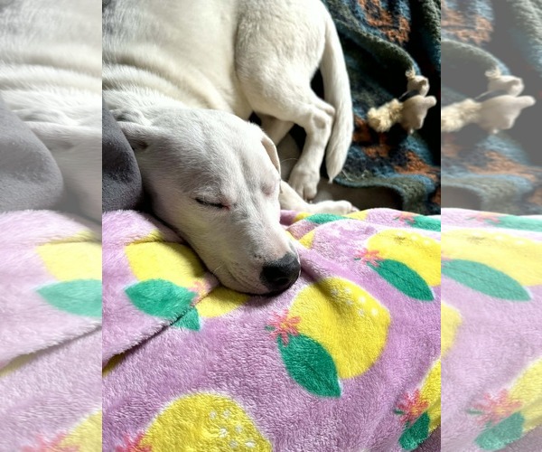Medium Photo #2 Mutt Puppy For Sale in Hillsboro, NH, USA