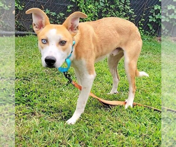 Medium Photo #3 Scottish Collisky Puppy For Sale in Silver Spring, MD, USA