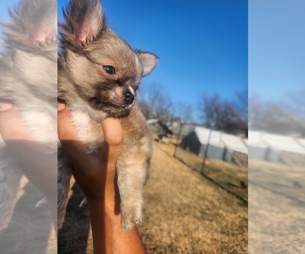 Medium Photo #12 Chihuahua Puppy For Sale in BURLESON, TX, USA
