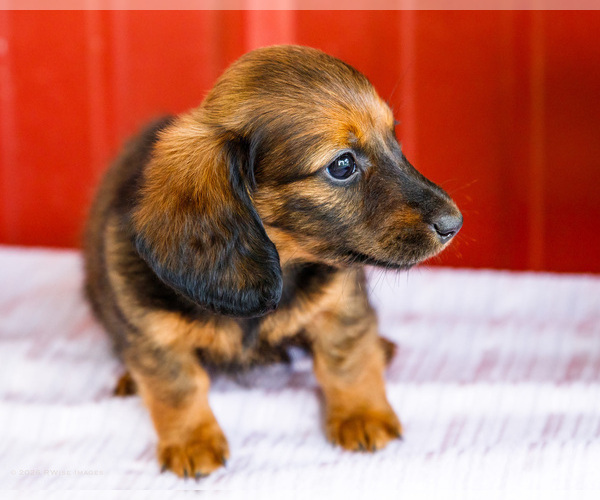 Medium Photo #16 Dachshund Puppy For Sale in WAKARUSA, IN, USA