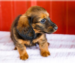 Small #15 Dachshund