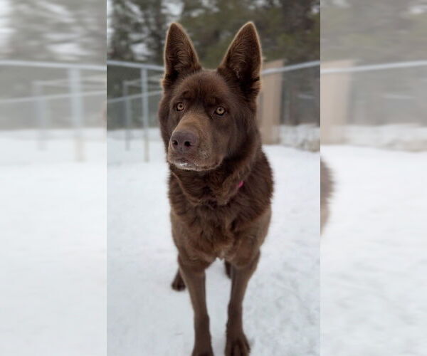 Medium Photo #1 Mutt Puppy For Sale in Bemidji, MN, USA