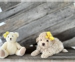 Puppy Lester Bichpoo