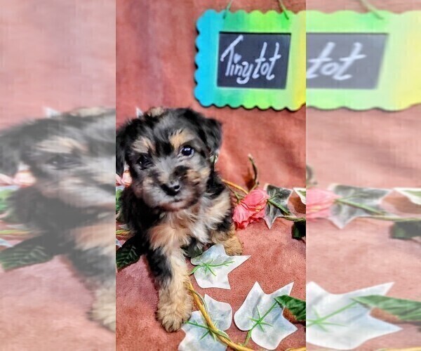 Medium Photo #13 Yorkshire Terrier Puppy For Sale in AKRON, OH, USA