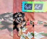 Small #3 Yorkshire Terrier