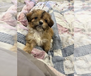 ShiChi Puppy for sale in ROCKWALL, TX, USA