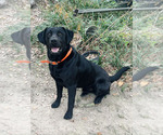 Small Photo #1 Labrador Retriever Puppy For Sale in LOVELADY, TX, USA