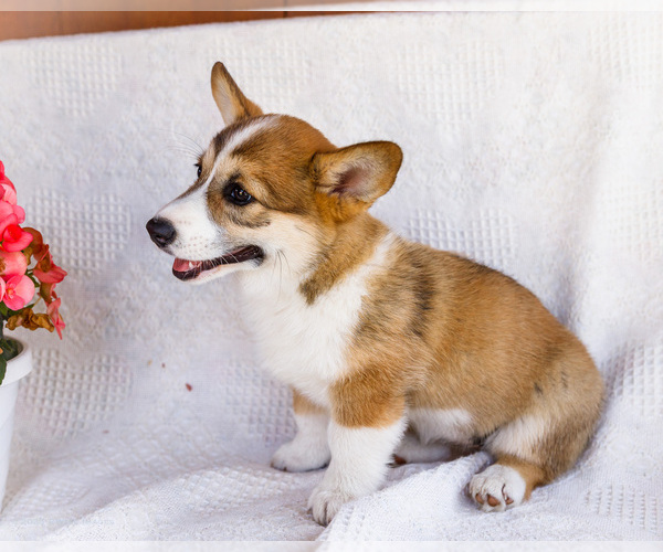 Medium Photo #9 Pembroke Welsh Corgi Puppy For Sale in WAKARUSA, IN, USA