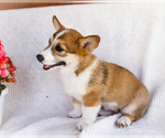 Small #8 Pembroke Welsh Corgi