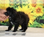 Jasper - Male Poodle (Toy) Puppy for Sale - Photo #31