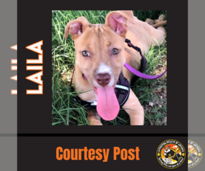 American Staffordshire Terrier-Unknown Mix Dogs for adoption in Chandler, AZ, USA