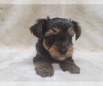 Small Photo #1 Yorkshire Terrier Puppy For Sale in MANES, MO, USA