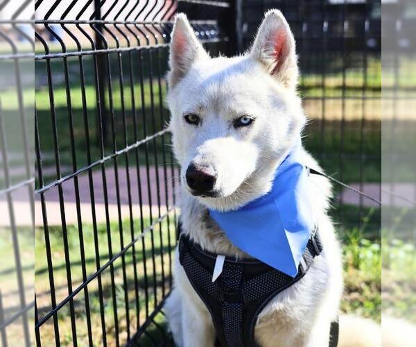 Medium Photo #3 - Mix Puppy For Sale in San Antonio, TX, USA