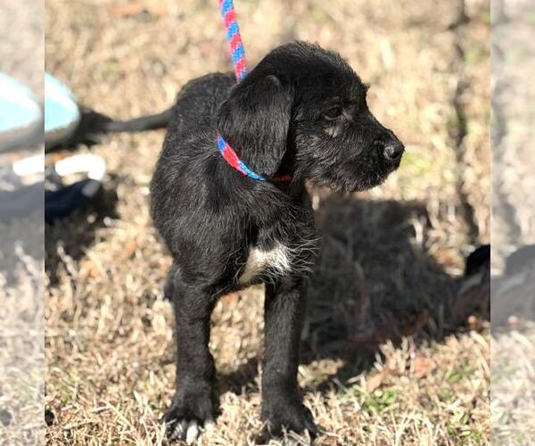 Medium Photo #3 Labrador Retriever-Unknown Mix Puppy For Sale in Yardley, PA, USA