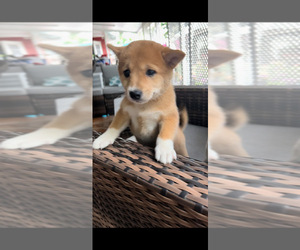 Shiba Inu Puppy for sale in HOMESTEAD, FL, USA