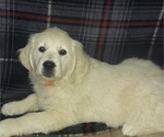 Small #4 English Cream Golden Retriever