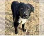 Small Border Collie Mix