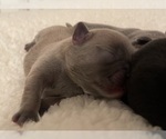 Puppy Puppy 7 French Bulldog