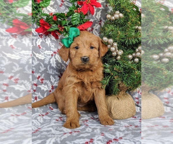 Medium Photo #3 Labradoodle Puppy For Sale in QUARRYVILLE, PA, USA