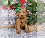 Small Photo #3 Labradoodle Puppy For Sale in QUARRYVILLE, PA, USA