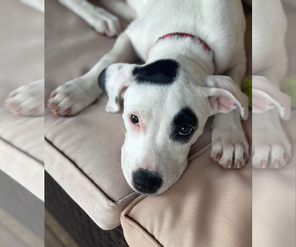 Medium Photo #2 American Pit Bull Terrier-Unknown Mix Puppy For Sale in pomfret, CT, USA