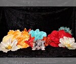 Small Photo #26 Chihuahua Puppy For Sale in CHARLESTON, AR, USA
