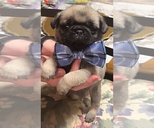 Medium Pug