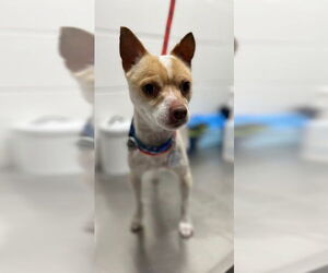 Chihuahua Dogs for adoption in Forestville, MD, USA