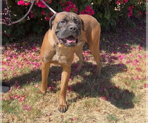 Bullmastiff Dogs for adoption in Goodyear, AZ, USA