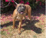 Small Bullmastiff
