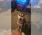 Small Huskies  Mix