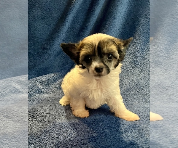 Medium Photo #2 Chinese Crested Puppy For Sale in ALVORD, TX, USA