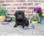 Small #2 Labrador Retriever