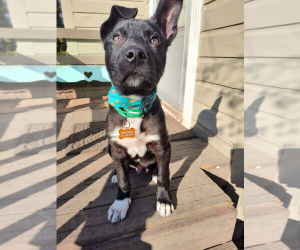 Medium Photo #6 Siberian Husky-Unknown Mix Puppy For Sale in Minneapolis, MN, USA