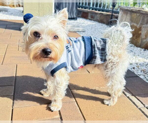 Medium Photo #4 Mutt Puppy For Sale in Corona, CA, USA