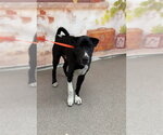 Small Chinese Shar-Pei Mix