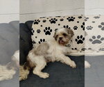 Small #1 Shih Tzu
