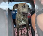 Small #3 Bullboxer Pit