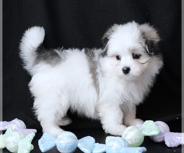Medium Photo #5 Maltipom Puppy For Sale in ROCK VALLEY, IA, USA