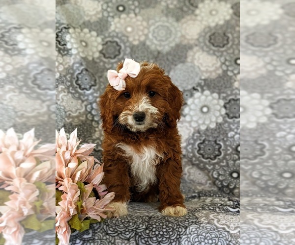 Medium Photo #2 Cavapoo Puppy For Sale in NEW PROVIDENCE, PA, USA