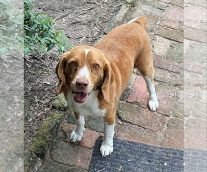 Beagle Dogs for adoption in Dunnellon, FL, USA